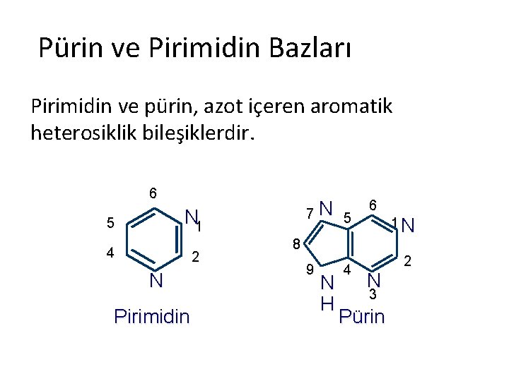 Pürin ve Pirimidin Bazları Pirimidin ve pürin, azot içeren aromatik heterosiklik bileşiklerdir. 6 7