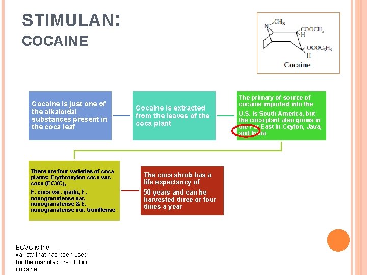 STIMULAN: COCAINE Cocaine is just one of the alkaloidal substances present in the coca