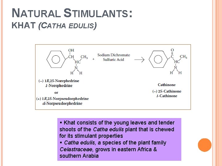 NATURAL STIMULANTS: KHAT (CATHA EDULIS) § Khat consists of the young leaves and tender