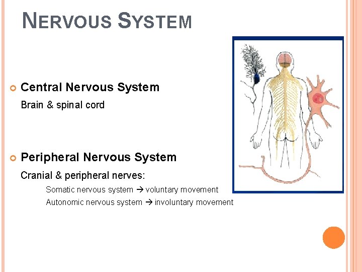 NERVOUS SYSTEM Central Nervous System Brain & spinal cord Peripheral Nervous System Cranial &