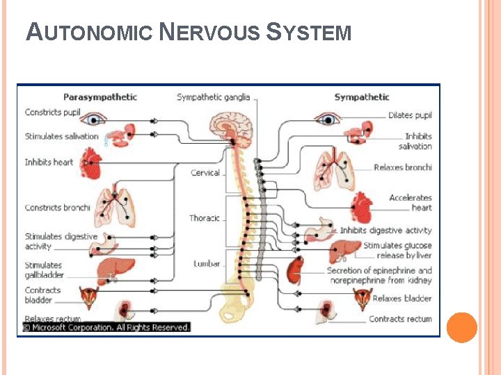 AUTONOMIC NERVOUS SYSTEM 