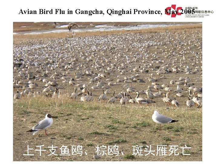 Avian Bird Flu in Gangcha, Qinghai Province, May 2005 上千支鱼鸥、棕鸥、斑头雁死亡 