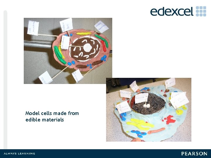 Model cells made from edible materials 