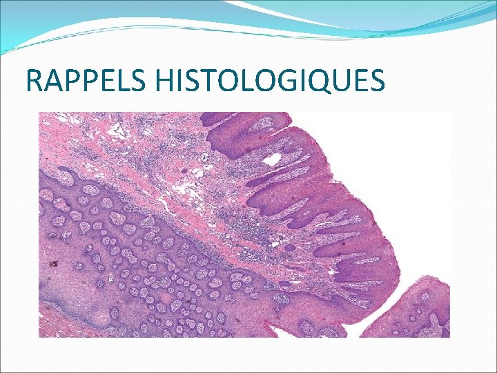 RAPPELS HISTOLOGIQUES 