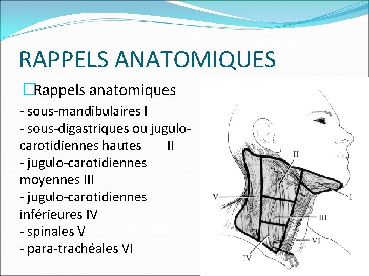 RAPPELS ANATOMIQUES �Rappels anatomiques - sous-mandibulaires I - sous-digastriques ou jugulocarotidiennes hautes II -