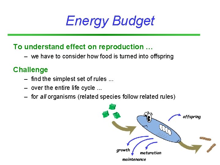 Energy Budget To understand effect on reproduction … – we have to consider how