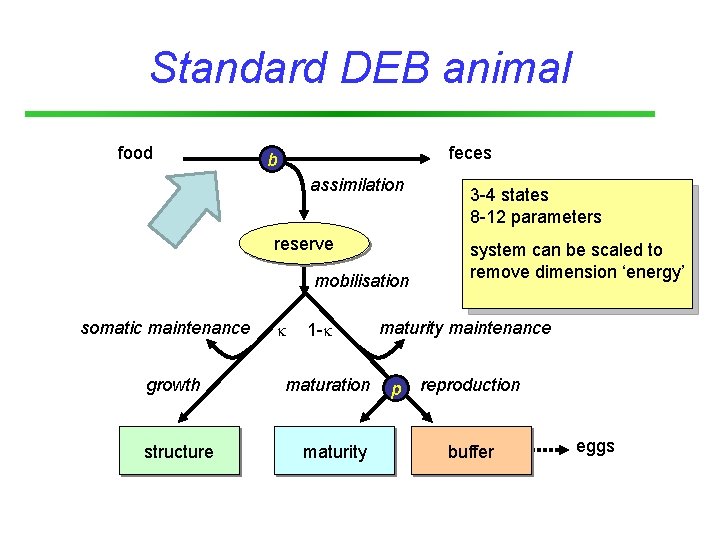 Standard DEB animal food feces b assimilation reserve mobilisation somatic maintenance growth structure 1