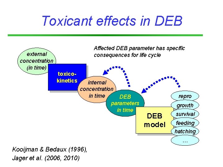 Toxicant effects in DEB Affected DEB parameter has specific consequences for life cycle external
