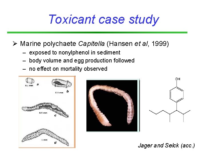Toxicant case study Ø Marine polychaete Capitella (Hansen et al, 1999) – exposed to