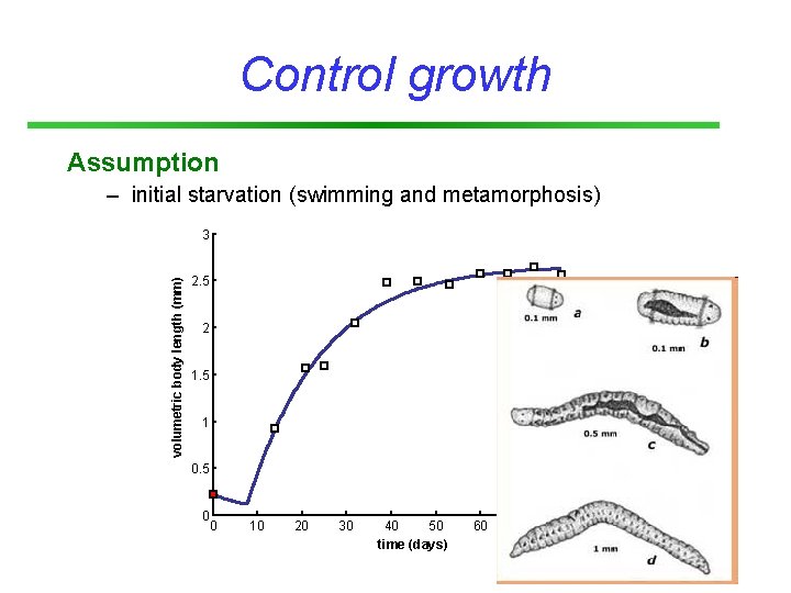 Control growth Assumption – initial starvation (swimming and metamorphosis) volumetric body length (mm) 3