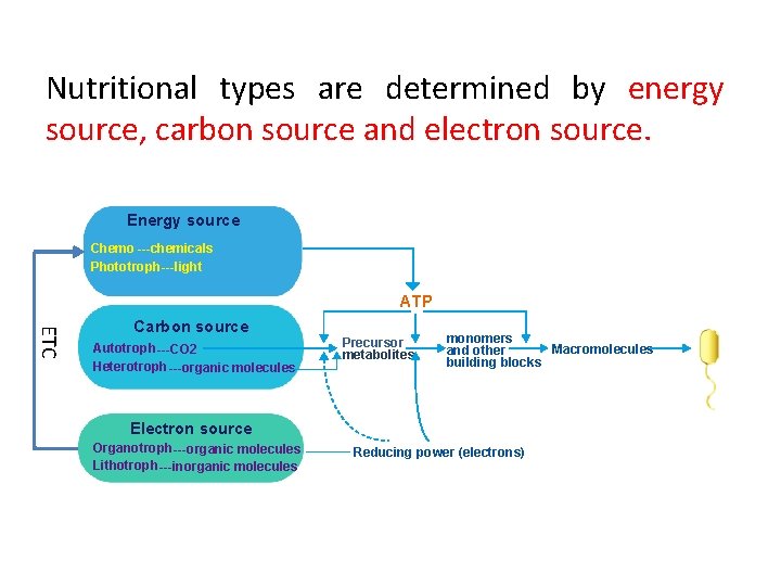 Nutritional types are determined by energy source, carbon source and electron source. Energy source