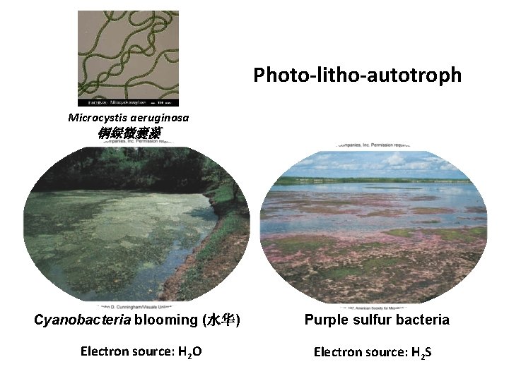 Photo-litho-autotroph Microcystis aeruginosa 铜绿微囊藻 Cyanobacteria blooming (水华) Electron source: H 2 O Purple sulfur