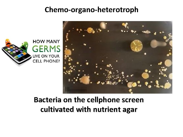 Chemo-organo-heterotroph Bacteria on the cellphone screen cultivated with nutrient agar 