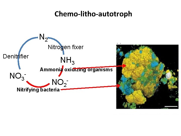 Chemo-litho-autotroph Atmosphere N 2 Nitrogen fixer Denitrifier NO 3 - NH 3 Ammonia oxidizing