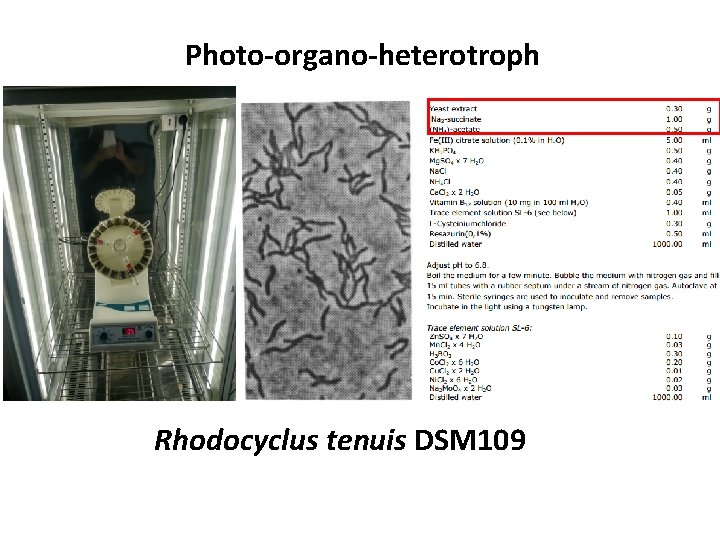 Photo-organo-heterotroph Rhodocyclus tenuis DSM 109 