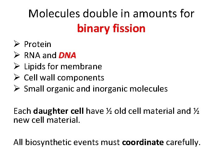 Molecules double in amounts for binary fission Ø Ø Ø Protein RNA and DNA