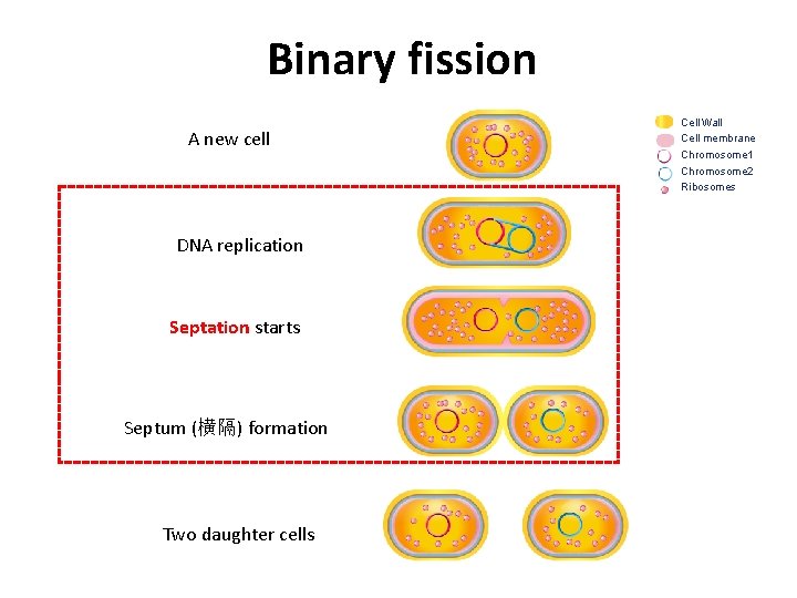Binary fission A new cell DNA replication Septation starts Septum (横隔) formation Two daughter