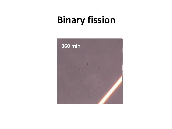 Binary fission 300 180 360 min 160 280 min 220 min 20 40 min
