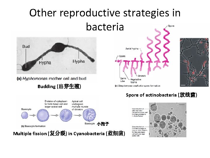 Other reproductive strategies in bacteria Budding (出芽生殖) Spore of actinobacteria (放线菌) 小孢子 Multiple fission