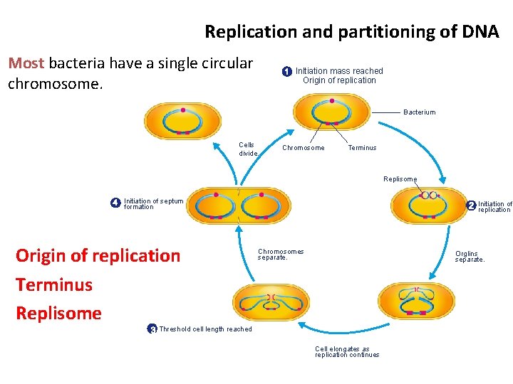 Replication and partitioning of DNA Most bacteria have a single circular chromosome. Inltiation mass