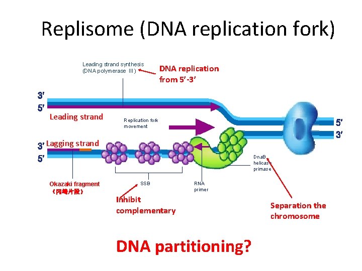 Replisome (DNA replication fork) Leading strand synthesis (DNA polymerase III) Leading strand DNA replication