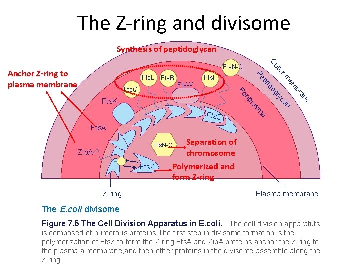 The Z-ring and divisome Synthesis of peptidoglycan O e an br em m an