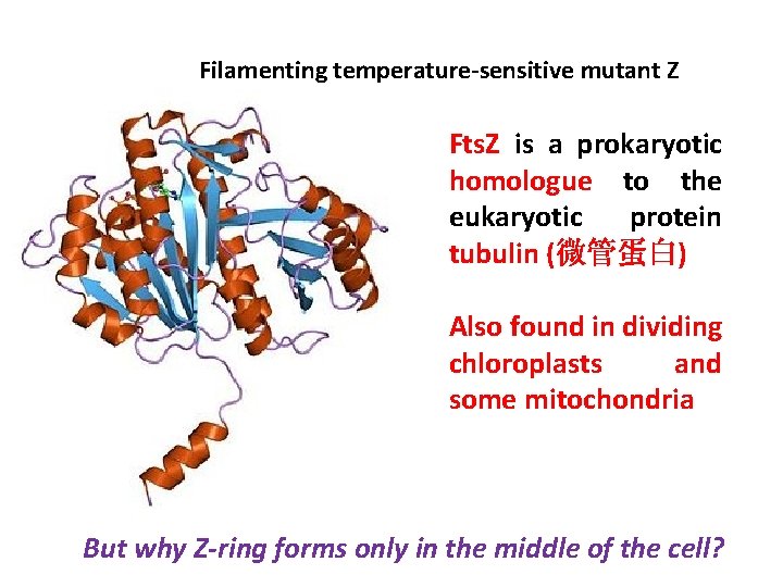 Filamenting temperature-sensitive mutant Z Fts. Z is a prokaryotic homologue to the eukaryotic protein