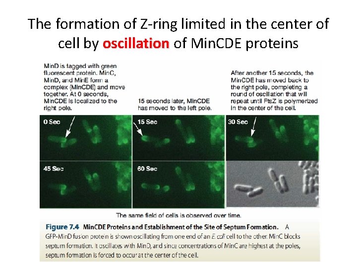 The formation of Z-ring limited in the center of cell by oscillation of Min.