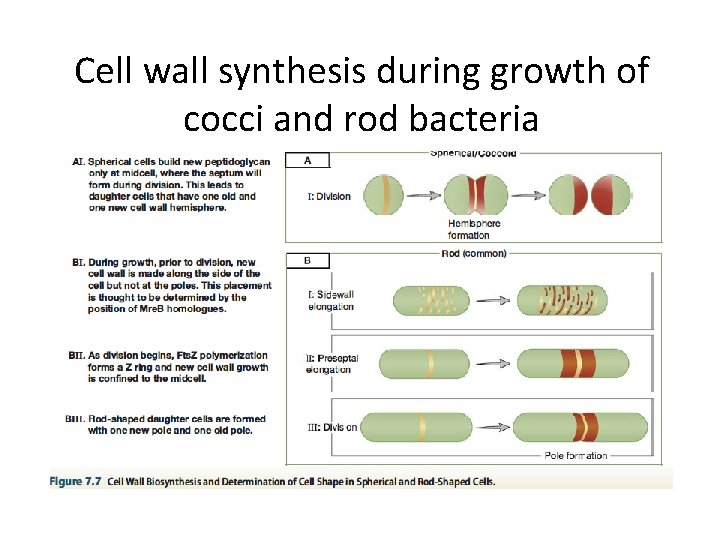 Cell wall synthesis during growth of cocci and rod bacteria 