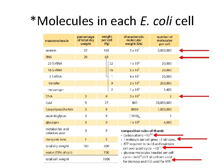 *Molecules in each E. coli cell 