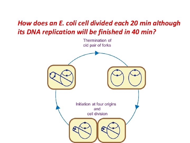 How does an E. coli cell divided each 20 min although its DNA replication