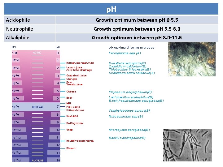 p. H Acidophile Growth optimum between p. H 0 -5. 5 Neutrophile Growth optimum