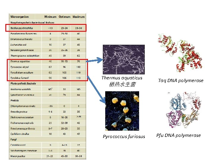 Thermus aquaticus 栖热水生菌 Pyrococcus furiosus Taq DNA polymerase Pfu DNA polymerase 
