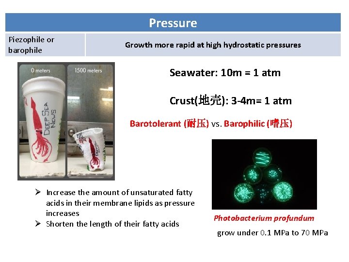 Pressure Piezophile or barophile Growth more rapid at high hydrostatic pressures Seawater: 10 m