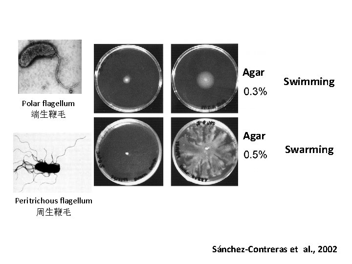 Agar Swimming Polar flagellum 端生鞭毛 Agar Swarming Peritrichous flagellum 周生鞭毛 Sánchez-Contreras et al. ,