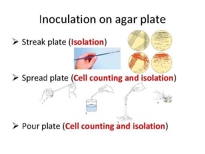 Inoculation on agar plate Ø Streak plate (Isolation) Ø Spread plate (Cell counting and