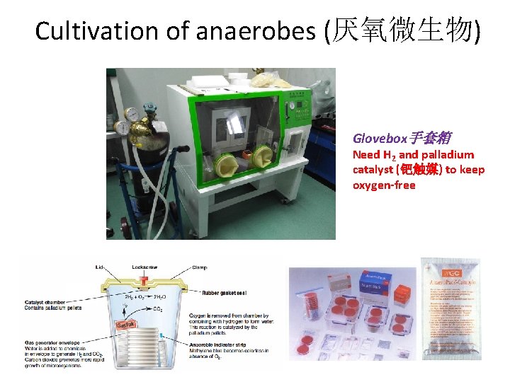 Cultivation of anaerobes (厌氧微生物) Glovebox手套箱 Need H 2 and palladium catalyst (钯触媒) to keep