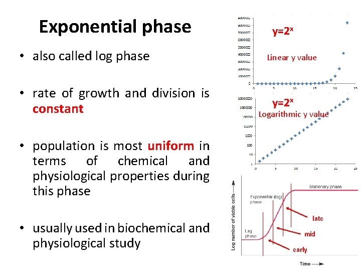 Exponential phase • also called log phase • rate of growth and division is