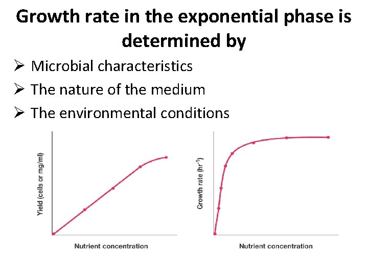 Growth rate in the exponential phase is determined by Ø Microbial characteristics Ø The