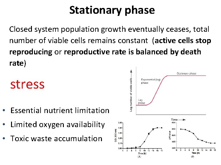 Stationary phase Closed system population growth eventually ceases, total number of viable cells remains