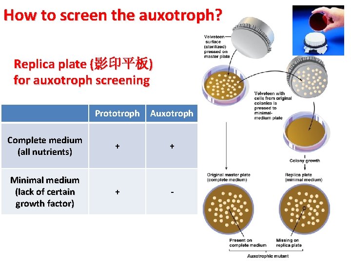 How to screen the auxotroph? Replica plate (影印平板) for auxotroph screening Prototroph Auxotroph Complete