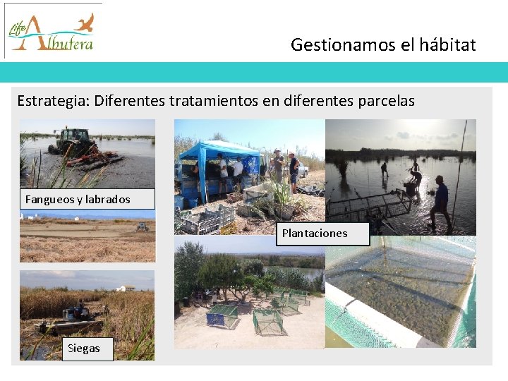 Gestionamos el hábitat Estrategia: Diferentes tratamientos en diferentes parcelas Fangueos y labrados Plantaciones Siegas