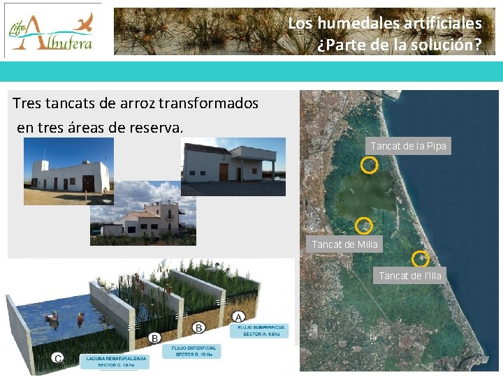 Los humedales artificiales ¿Parte de la solución? Tres tancats de arroz transformados en tres