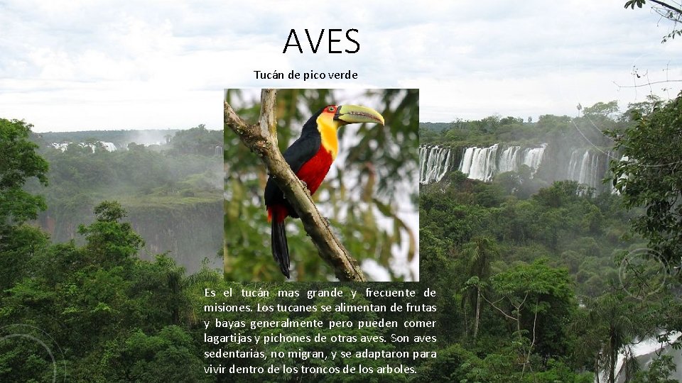 AVES Tucán de pico verde Es el tucán mas grande y frecuente de misiones.