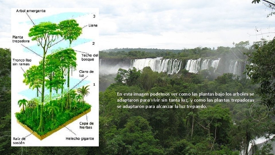 En esta imagen podemos ver como las plantas bajo los arboles se adaptaron para