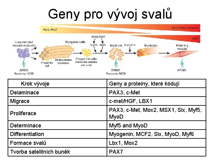 Geny pro vývoj svalů Krok vývoje Geny a proteiny, které kódují Delaminace PAX 3,