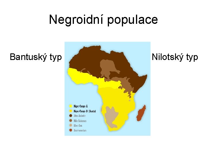 Negroidní populace Bantuský typ Nilotský typ 