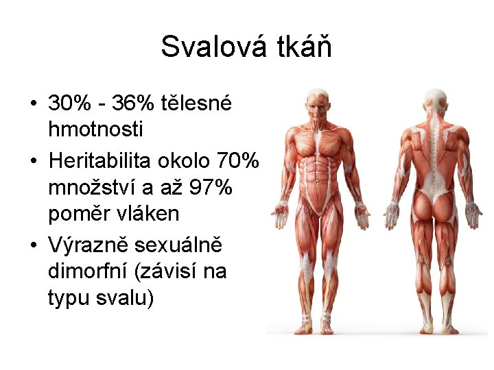 Svalová tkáň • 30% - 36% tělesné hmotnosti • Heritabilita okolo 70% množství a