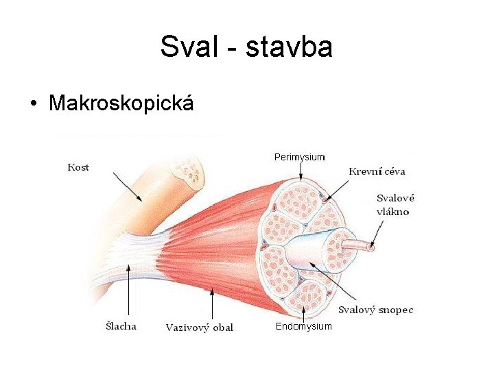 Sval - stavba • Makroskopická 