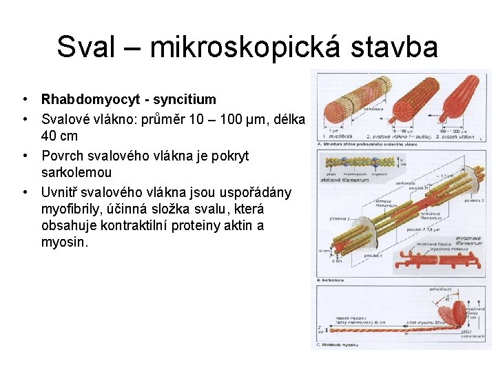 Sval – mikroskopická stavba • Rhabdomyocyt - syncitium • Svalové vlákno: průměr 10 –